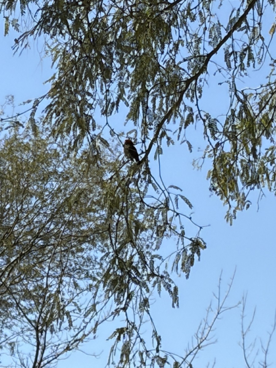 Vermilion Flycatcher - ML650895232