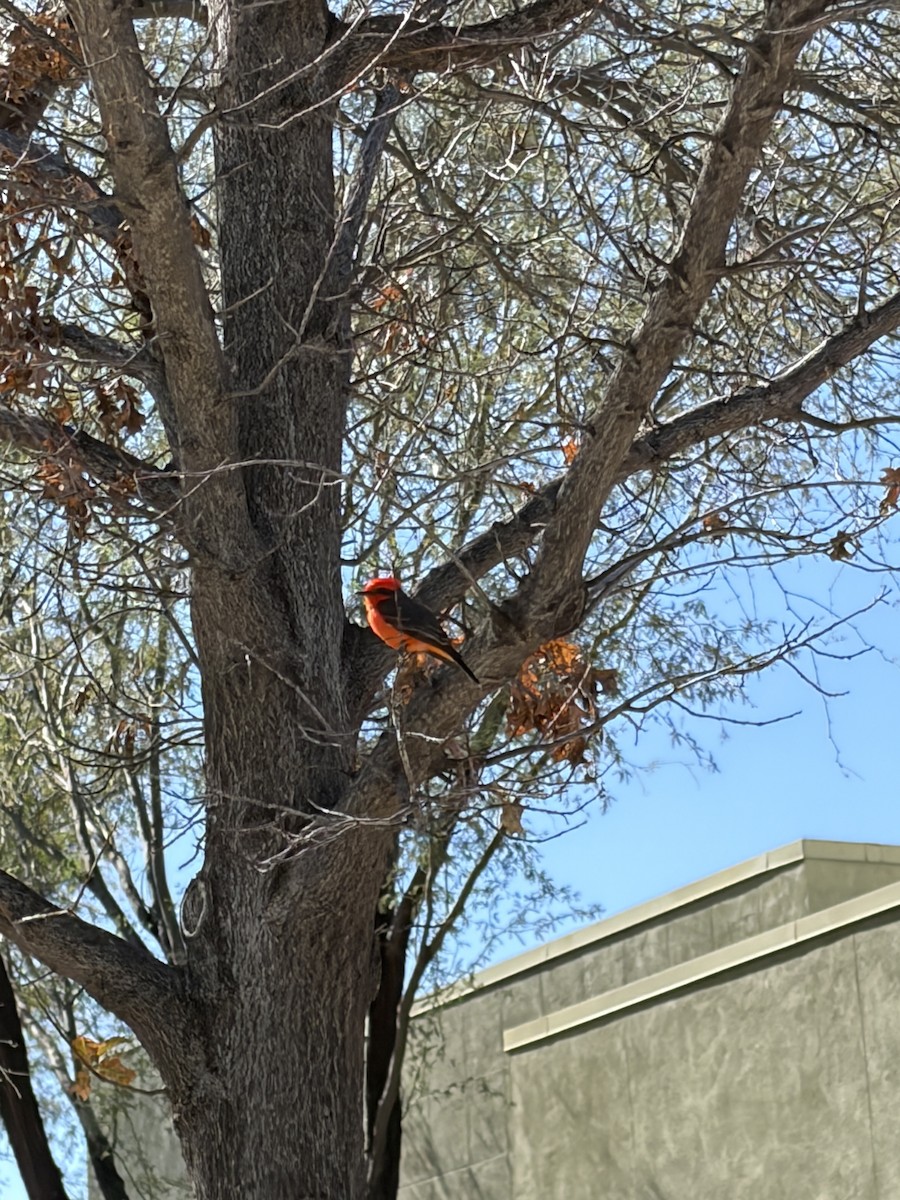 Vermilion Flycatcher - ML650895233