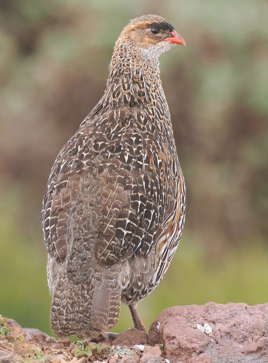 Chestnut-naped Spurfowl - ML650895318