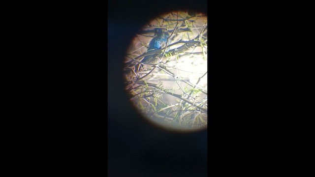 Indigo Bunting - ML650895895