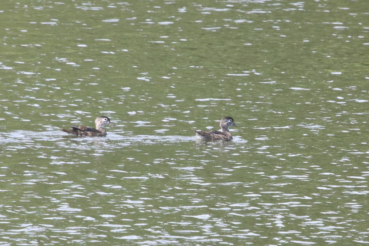 Ahate karolinarra - ML650895913