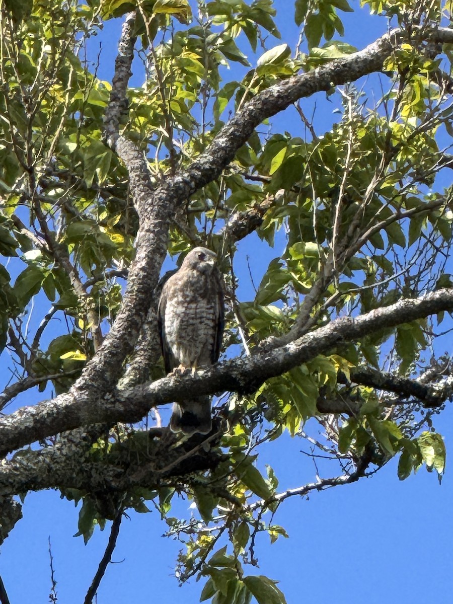 káně širokokřídlá - ML650896086