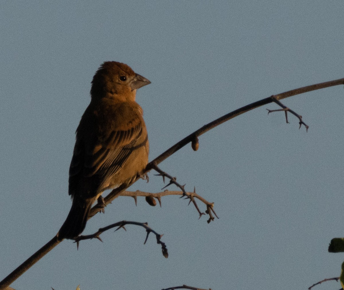 Blue Grosbeak - ML650896820