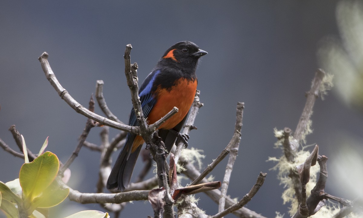 Scarlet-bellied Mountain Tanager - Brian Sullivan