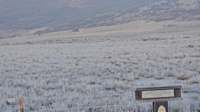 Greater Sage-Grouse - ML650896971