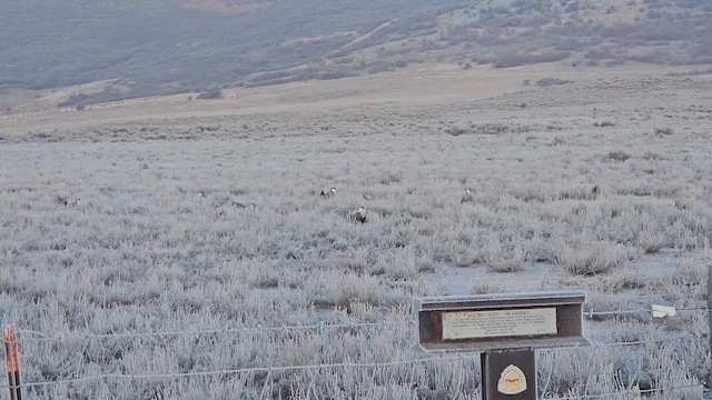 Greater Sage-Grouse - ML650896972