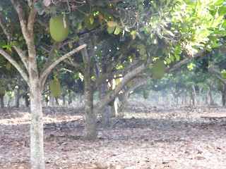 Chacalilla (pueblo), San Blas, Nayarit, Mexico - eBird Hotspot