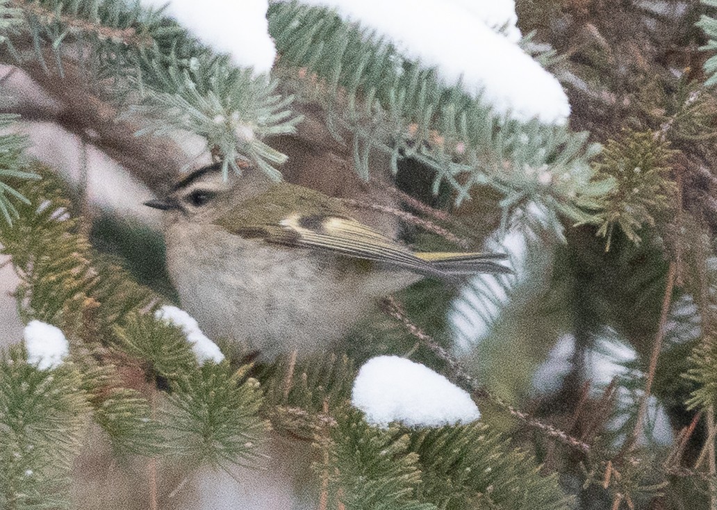 králíček zlatohlavý - ML650897446