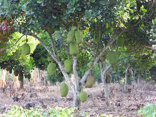 Chacalilla (pueblo), San Blas, Nayarit, Mexico - eBird Hotspot