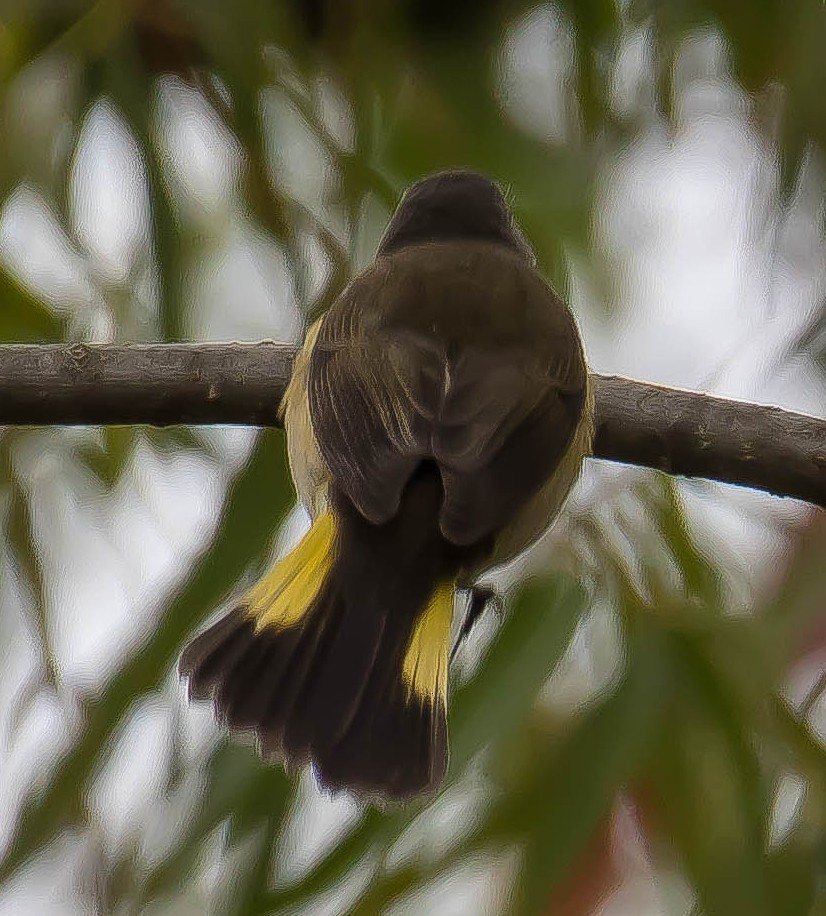American Redstart - ML650897508