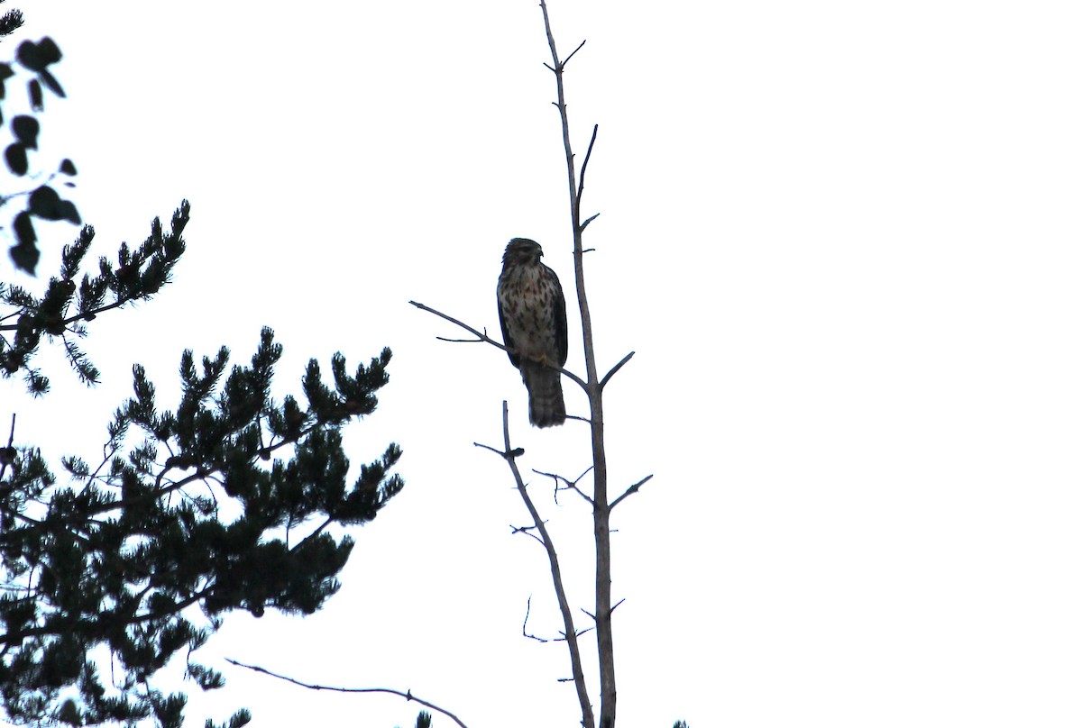 Broad-winged Hawk - ML650897576