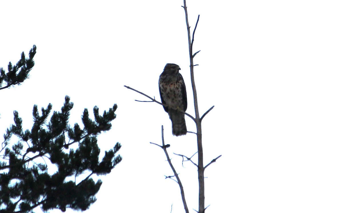 Broad-winged Hawk - ML650897577
