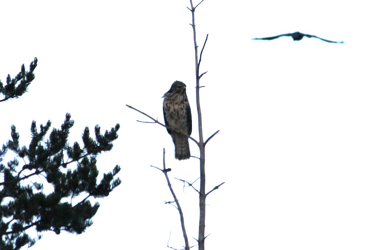 Broad-winged Hawk - ML650897578