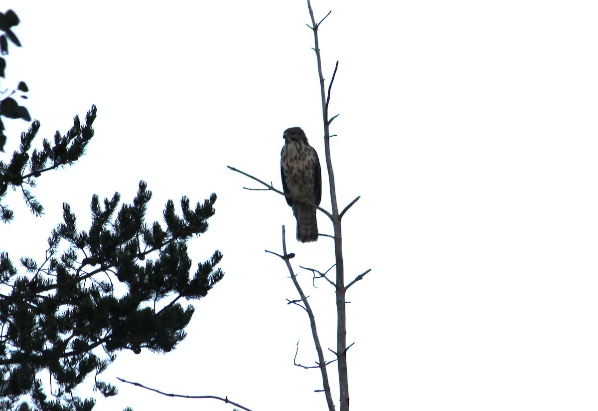 Broad-winged Hawk - ML650897579