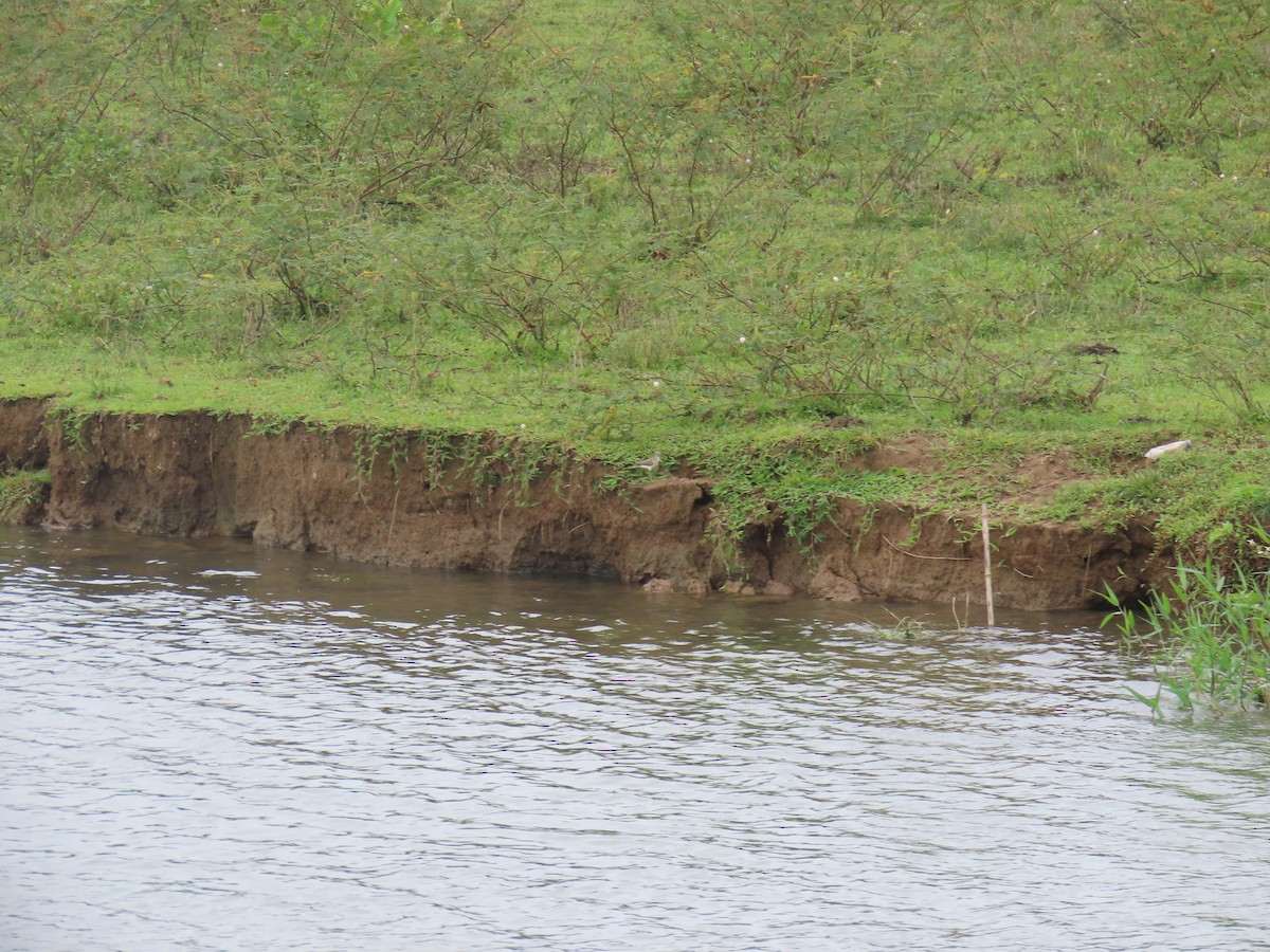 Solitary Sandpiper - ML650897586