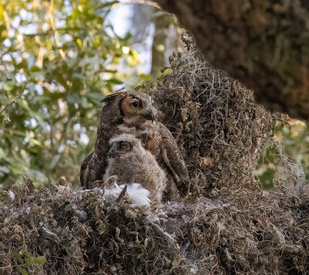 Виргинский филин - ML650897780