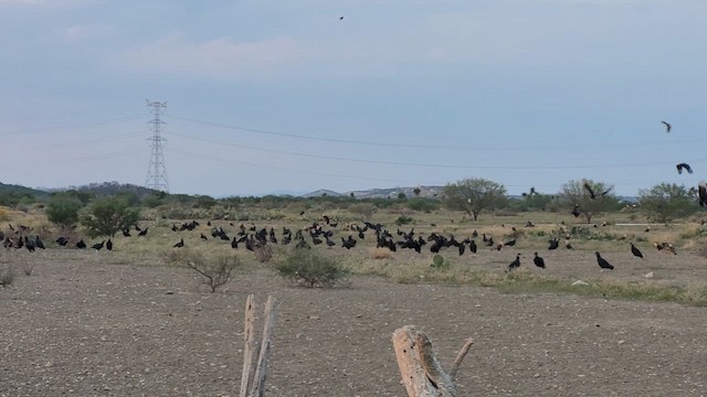 kondor havranovitý - ML650897871