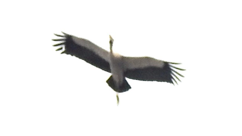 Asian Openbill - ML650897908