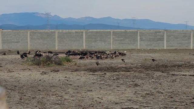 Crested Caracara (Northern) - ML650897960
