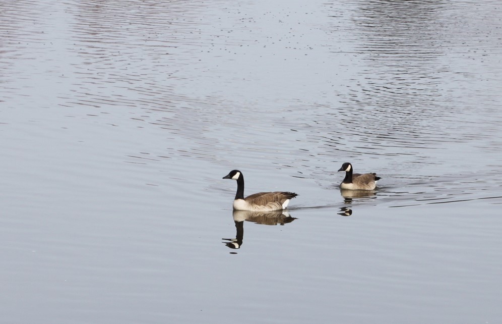 Cackling Goose - ML650898016