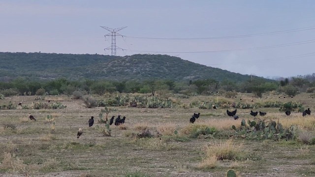 kondor havranovitý - ML650898059