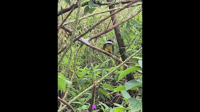 White-collared Manakin - ML650898307