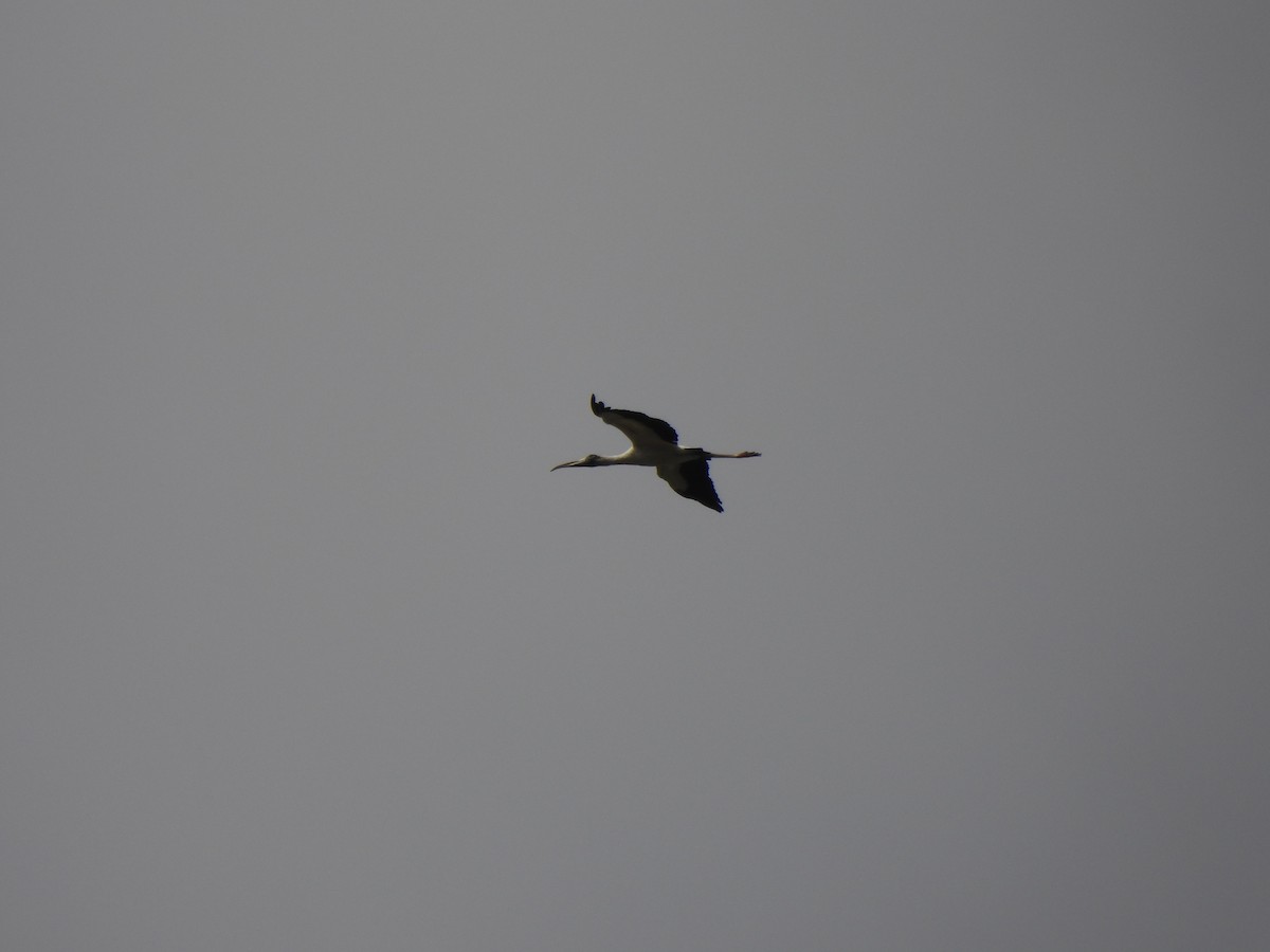 nesyt americký - ML650898337