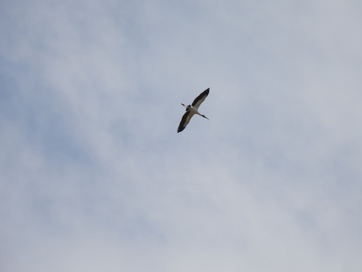 nesyt americký - ML650898338