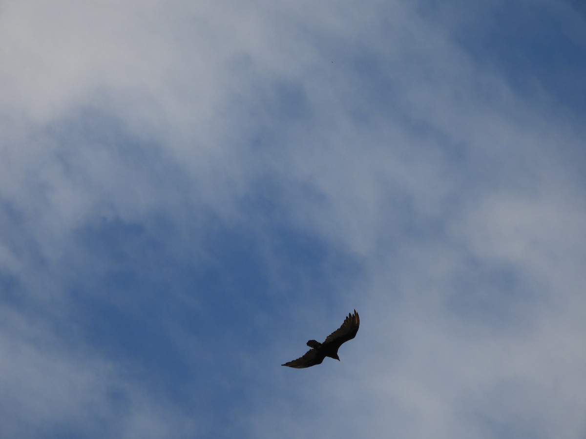 kondor krocanovitý - ML650898376