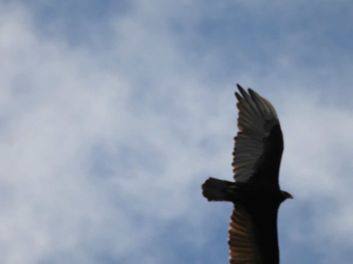 kondor krocanovitý - ML650898379