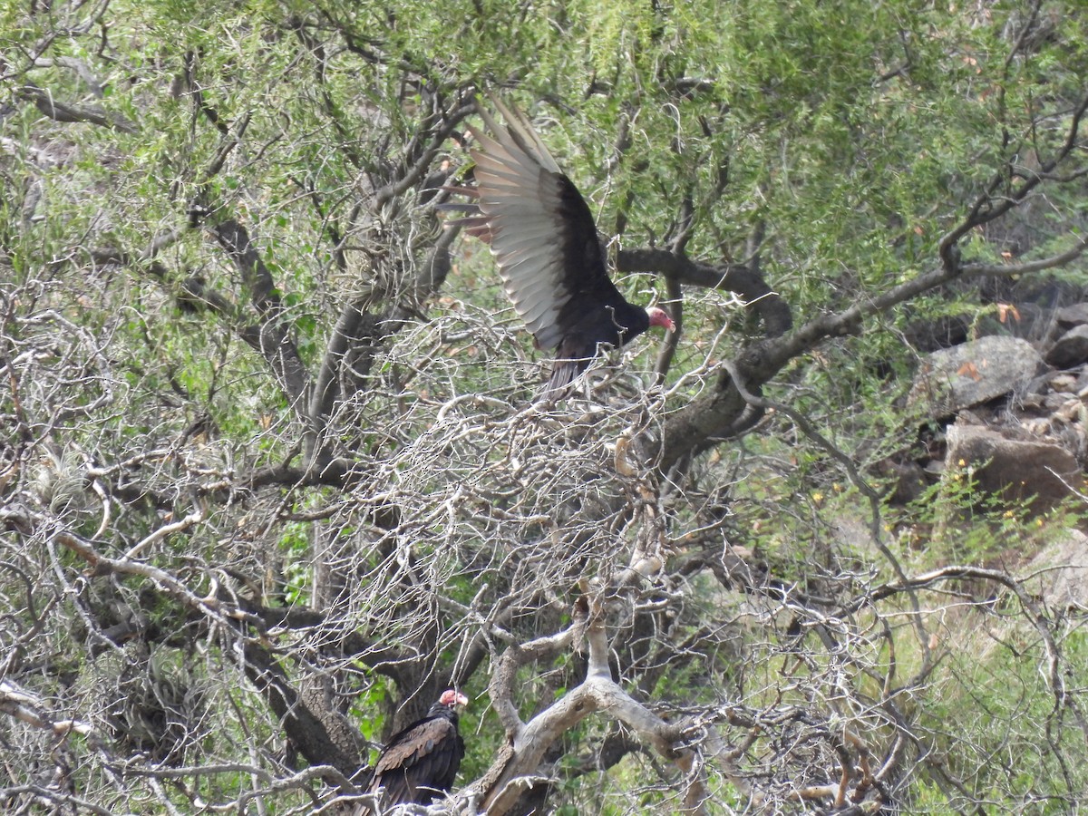 kondor krocanovitý - ML650898405