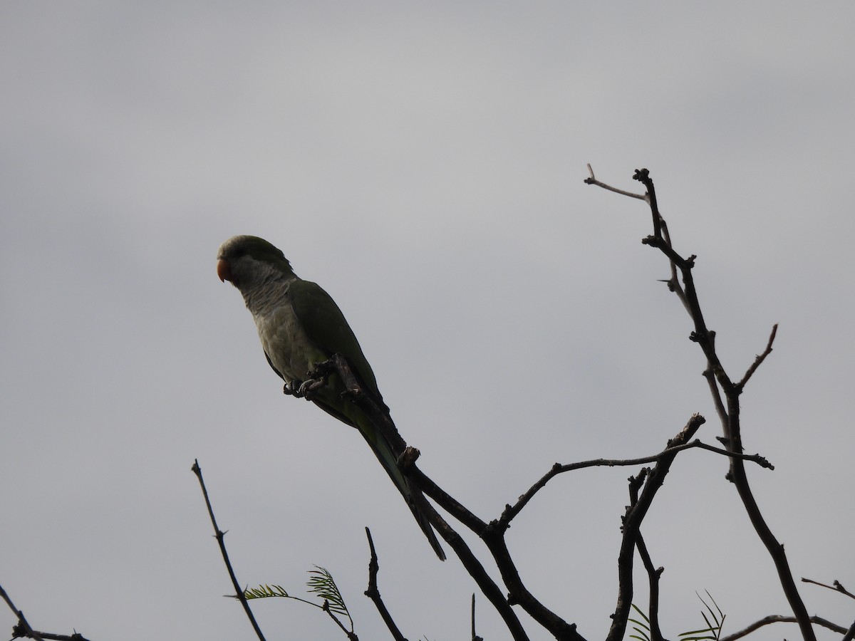 mníšek šedý - ML650898422