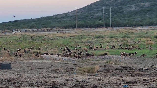Crested Caracara (Northern) - ML650898423