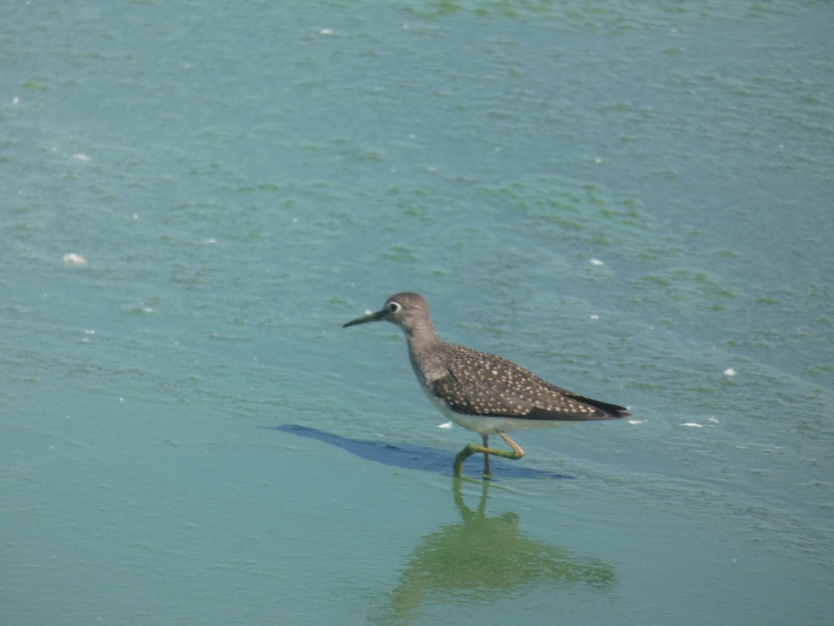 Solitary Sandpiper (solitaria) - ML650898493