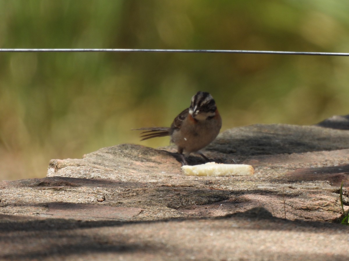 Rufous-collared Sparrow - ML650898522