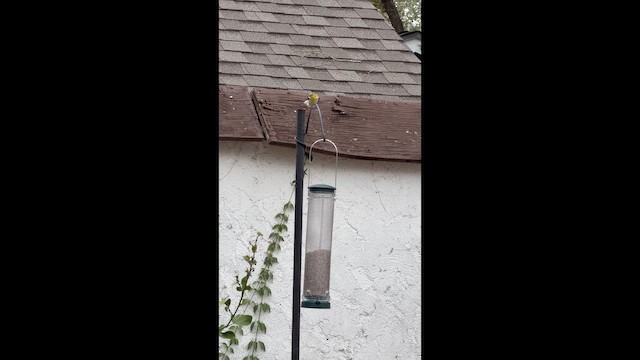 čížek žlutý - ML650898645