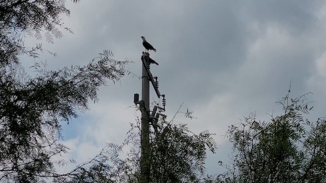 Crested Caracara (Northern) - ML650898754