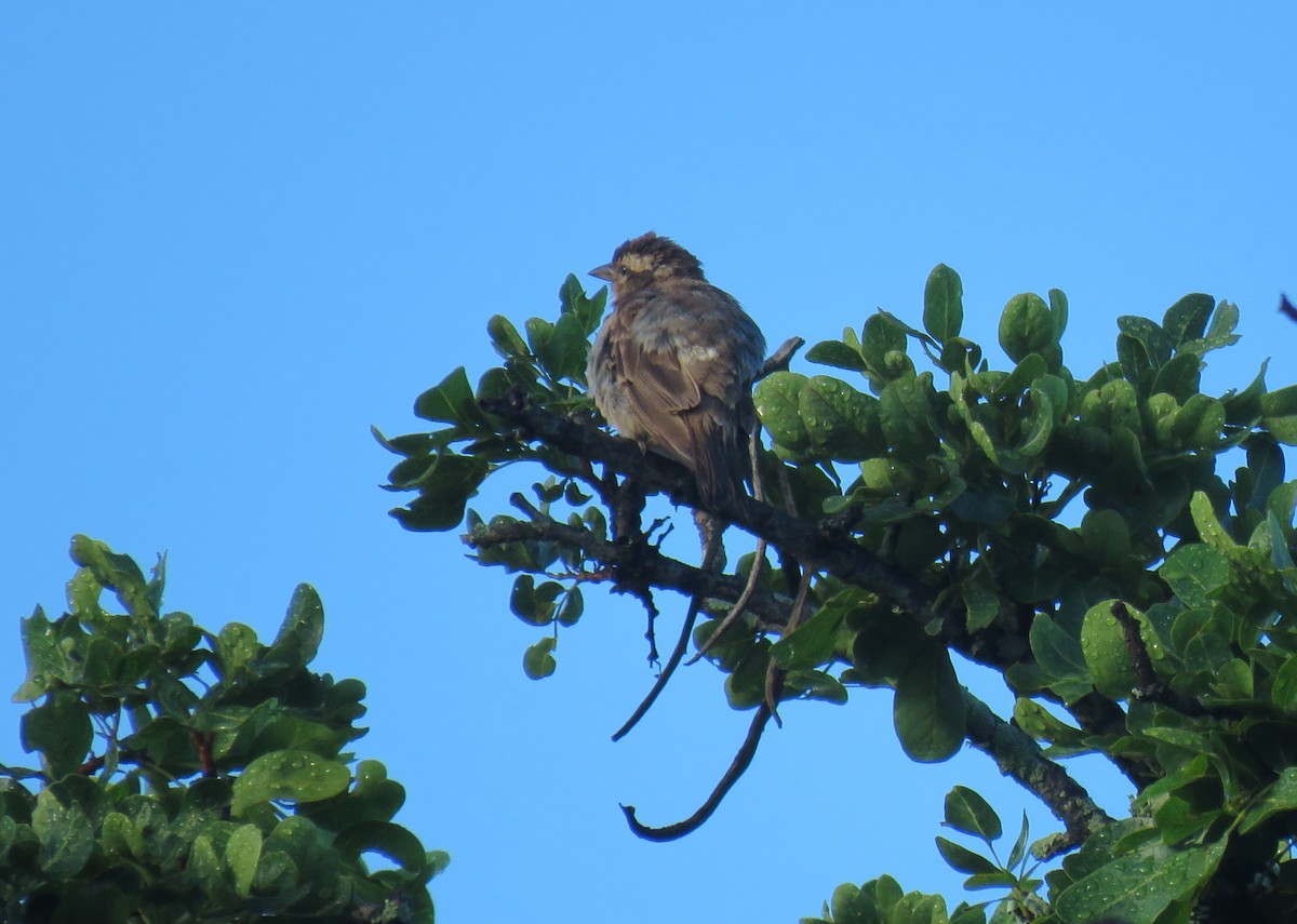 Moineau bridé - ML650899311