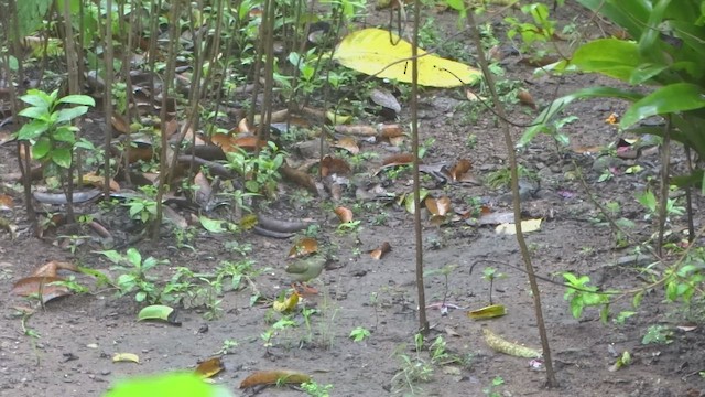 White-bearded Manakin - ML650899357