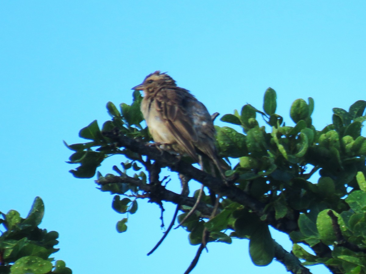Moineau bridé - ML650899372