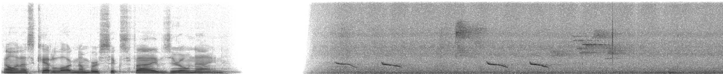 Ошейниковый трогон (puella) - ML6509