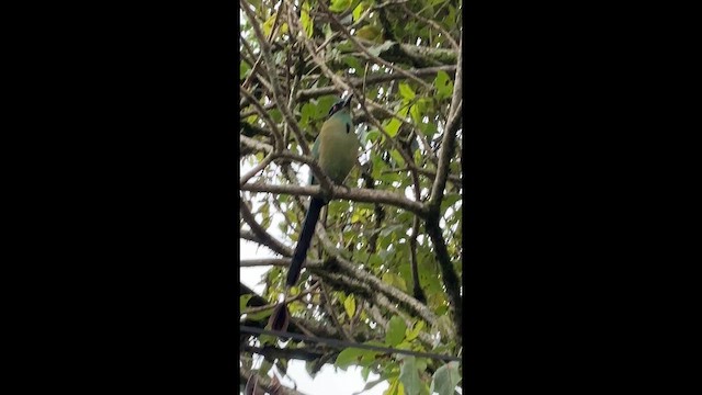 Andean Motmot - ML650900181