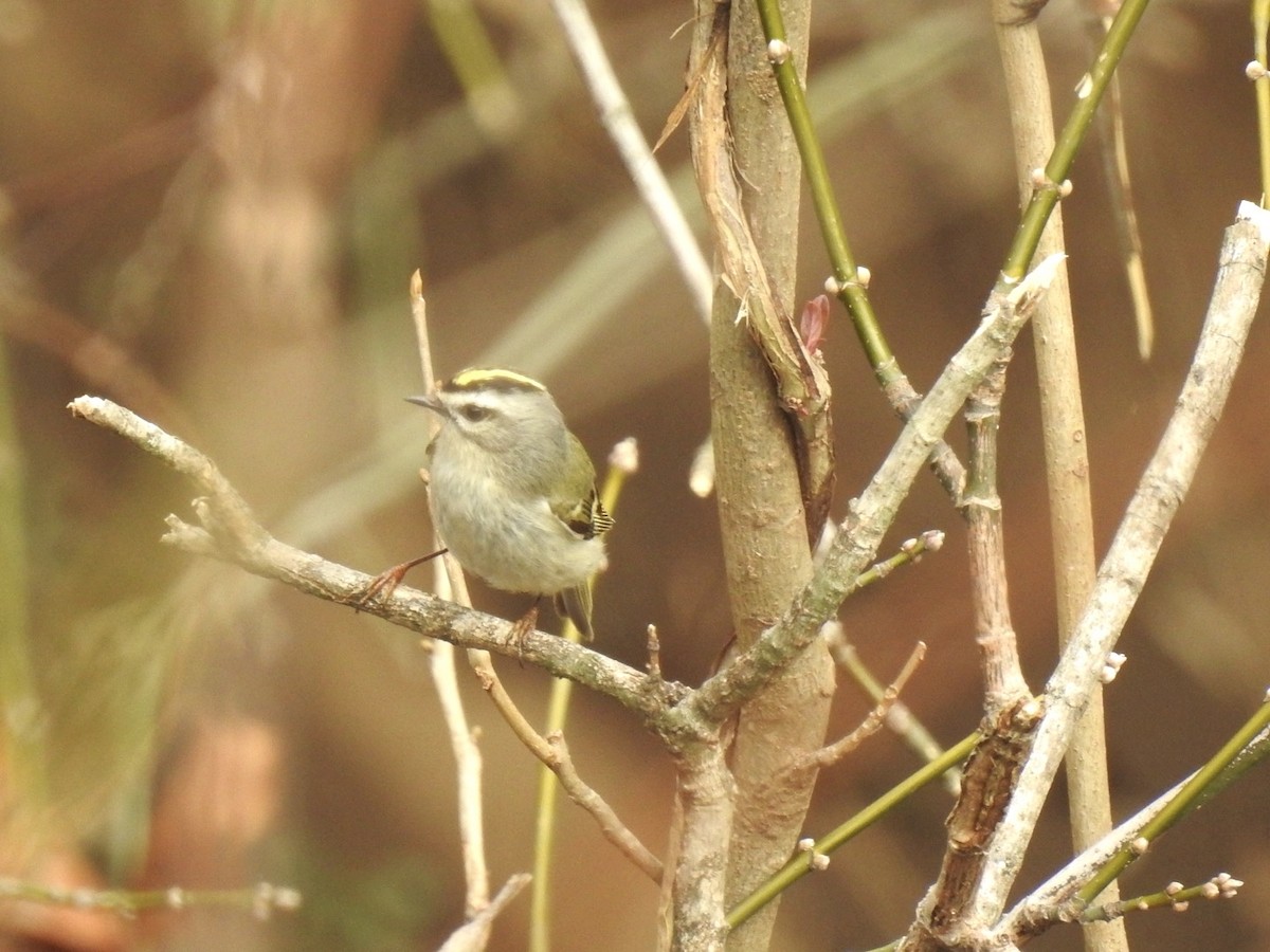 králíček zlatohlavý - ML650900223