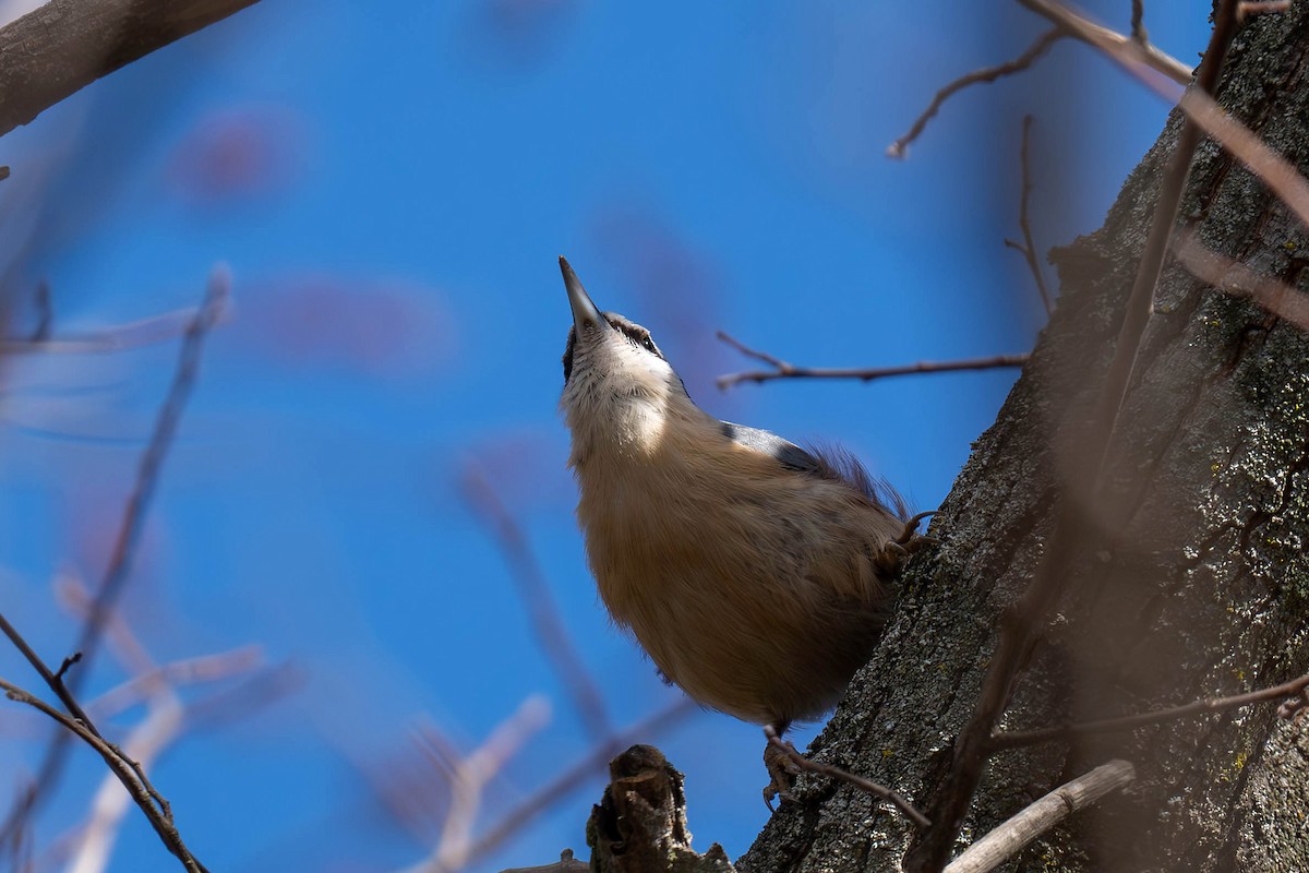 Eurasian Nuthatch - ML650900256