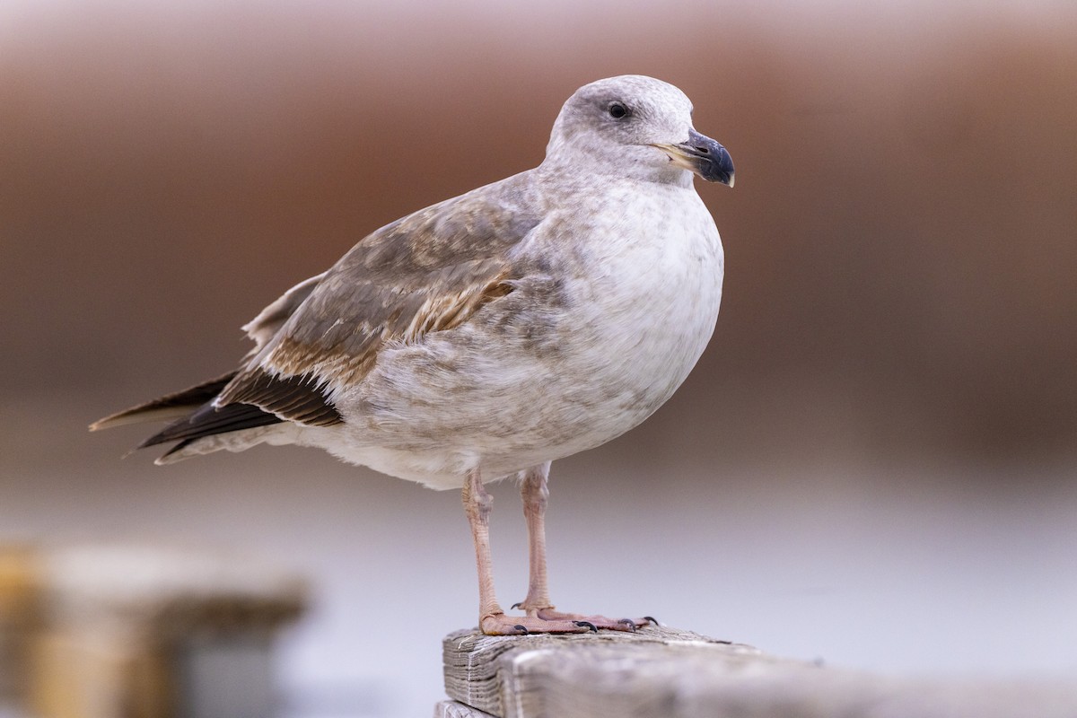 Yellow-footed Gull - ML650900302