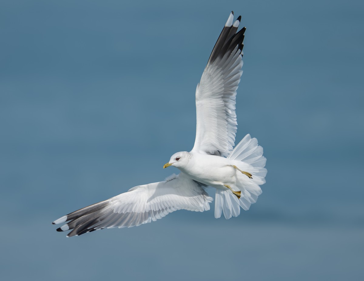 שחף אפרורי - ML650900527