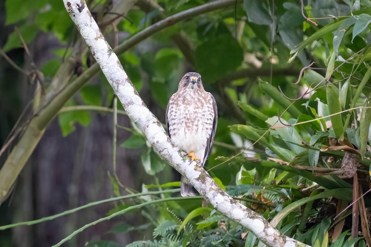 Broad-winged Hawk - ML650900531