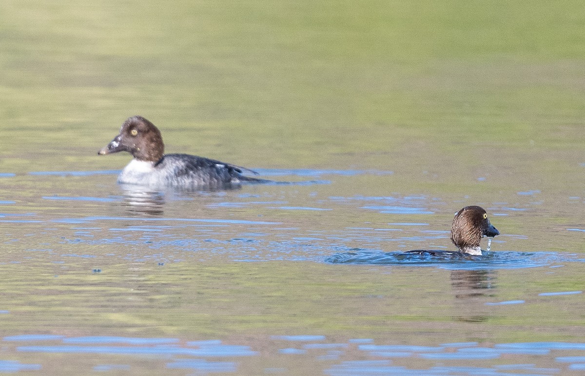 Common Goldeneye - ML650900585
