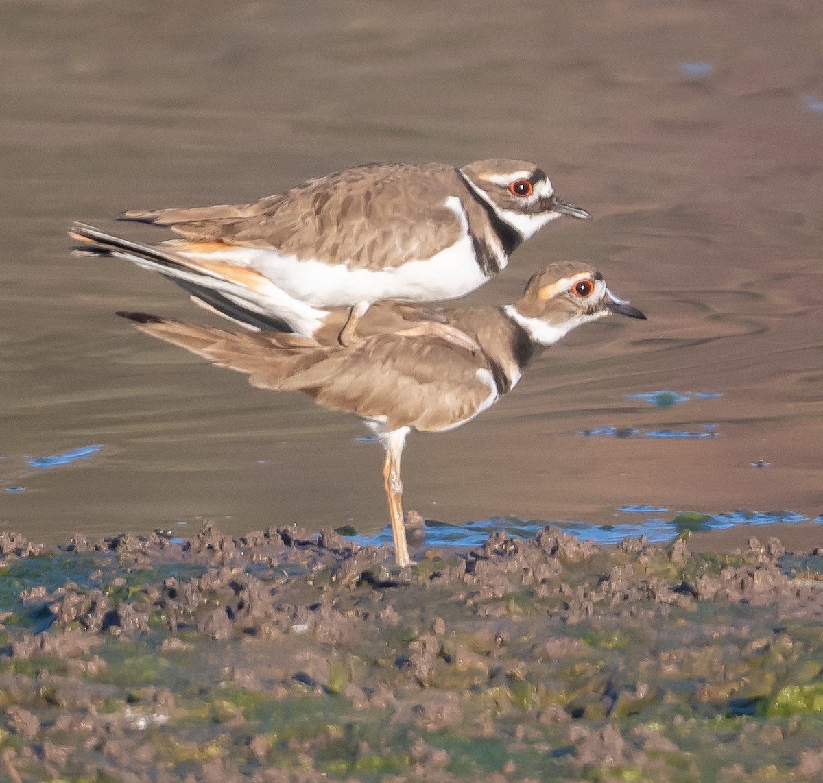 Killdeer - ML650900620
