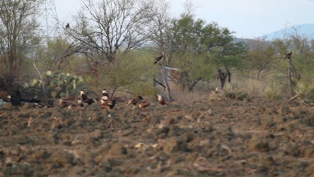 Crested Caracara (Northern) - ML650900622